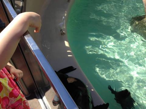 Kiri feeding the seals at SeaWorld